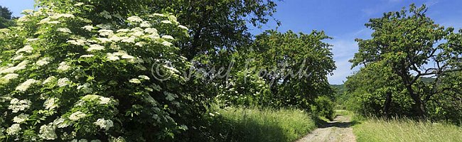 IMG0158243_pan_325.jpg