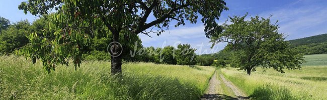 IMG0158247_pan_325.jpg