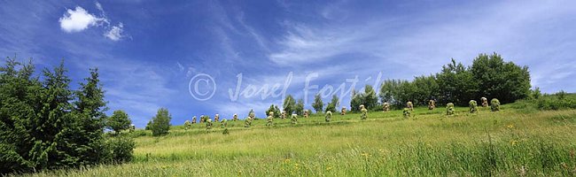 IMG0158547_pan_325.jpg