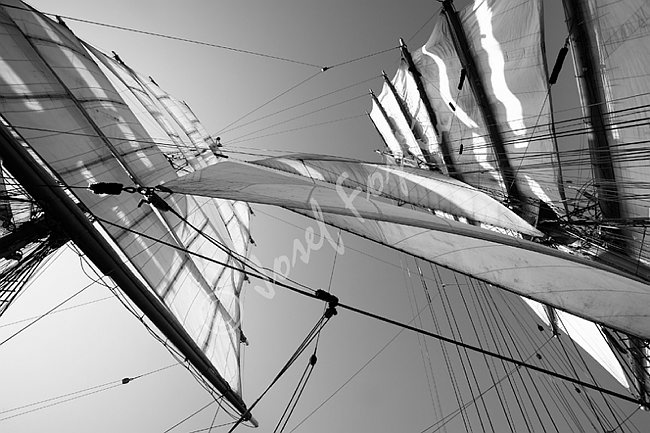 IMG0115988_BW.tif