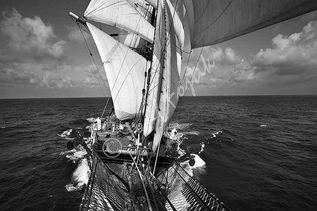 IMG0117502_BW.tif