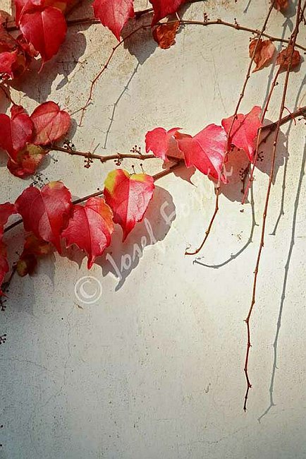 IMG0070600.jpg